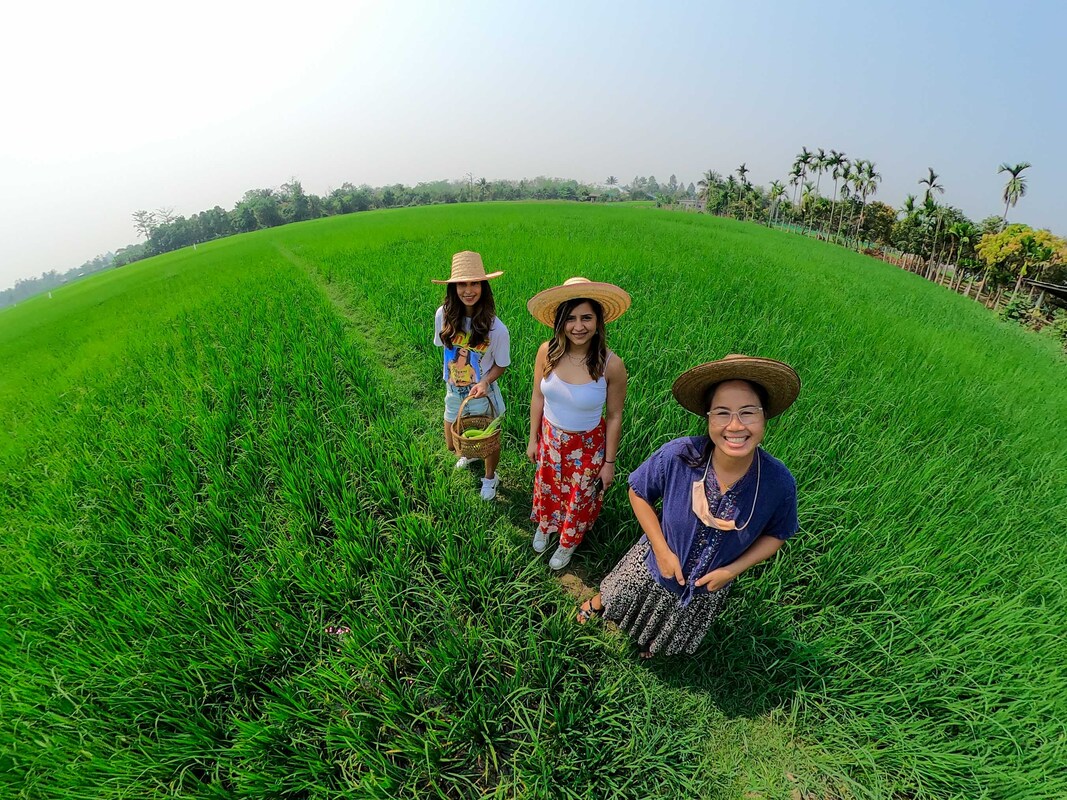 Thai Rice Farm